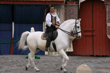 Lipizzan Stallions